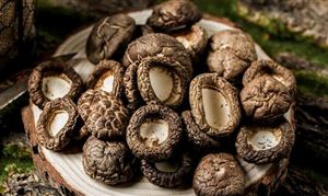 2023年中国电声器件行业发展前景分析(图7)